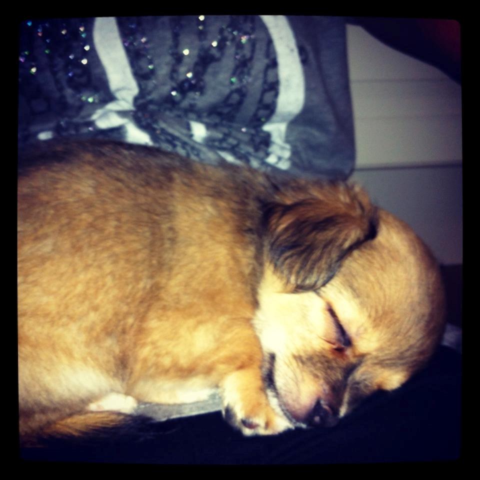 Chihuahua Holmbechs Alois billede 4