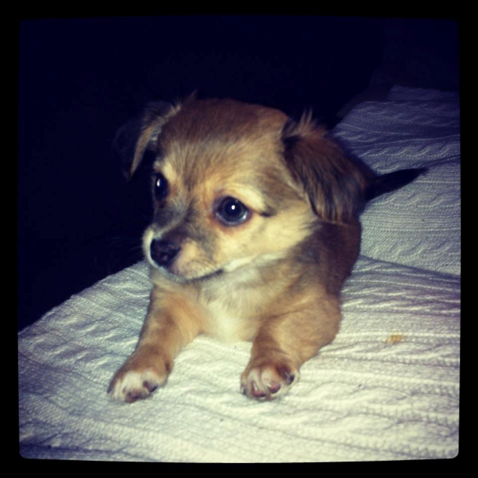 Chihuahua Holmbechs Alois billede 1