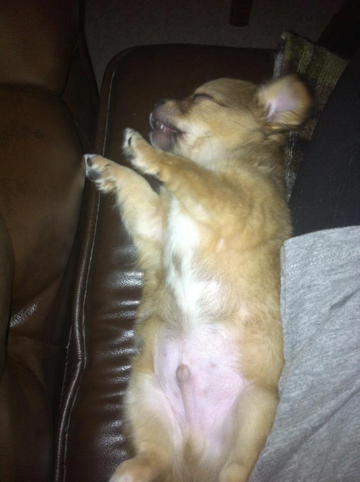 Chihuahua Holmbechs Alois billede 15