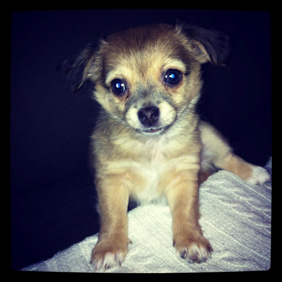 Chihuahua Holmbechs Alois billede 6