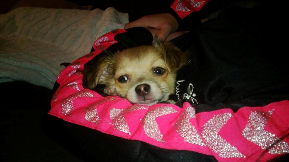 Chihuahua Holmbechs Alois billede 7