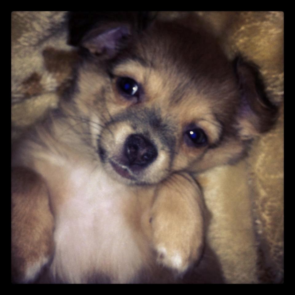 Chihuahua Holmbechs Alois billede 8