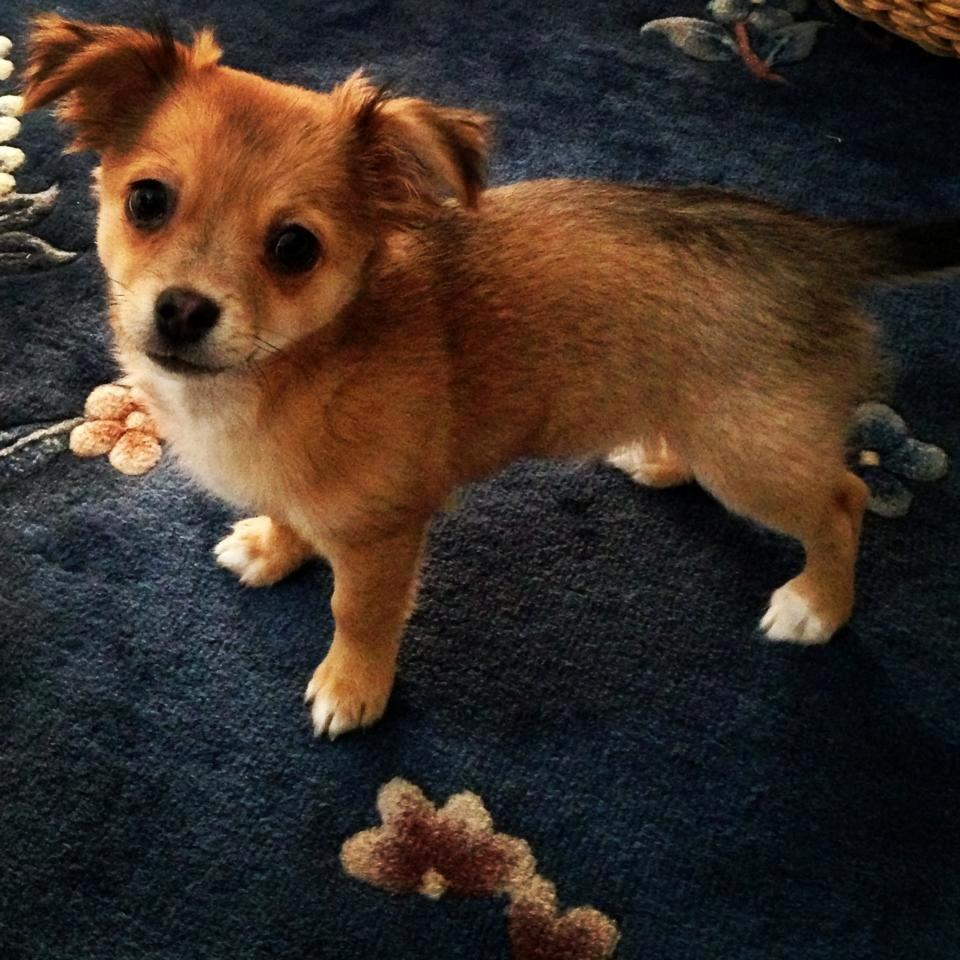 Chihuahua Holmbechs Alois billede 9