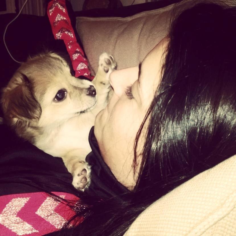 Chihuahua Holmbechs Alois billede 10