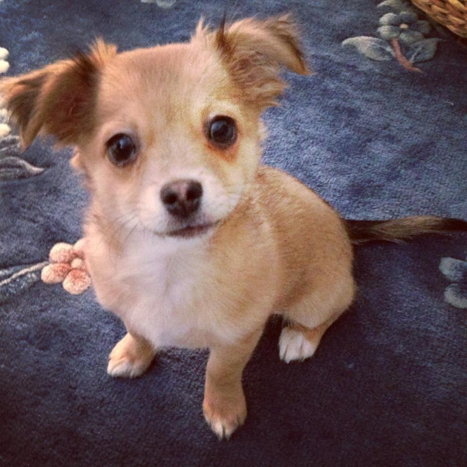 Chihuahua Holmbechs Alois billede 11