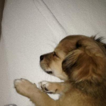 Chihuahua Holmbechs Alois billede 12