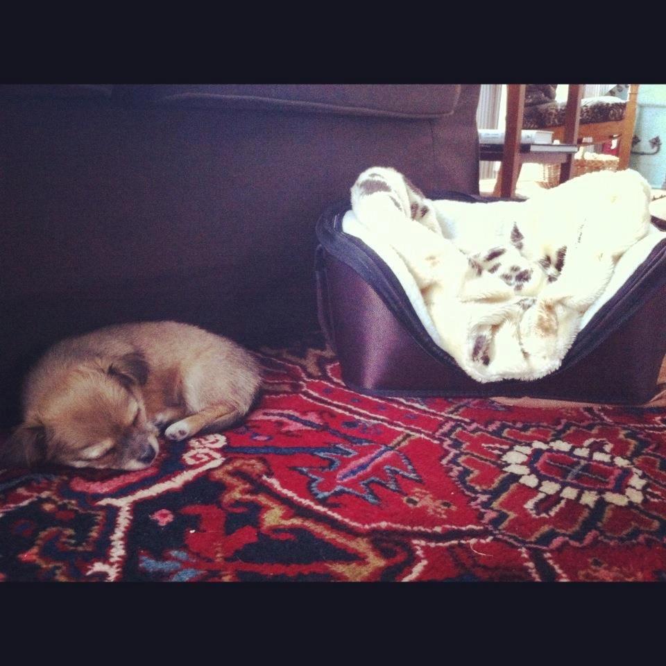 Chihuahua Holmbechs Alois billede 13