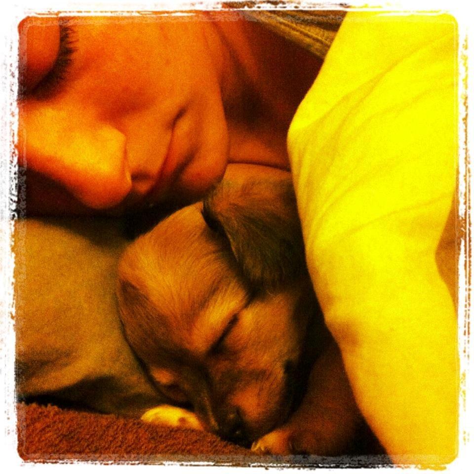 Chihuahua Holmbechs Alois billede 5