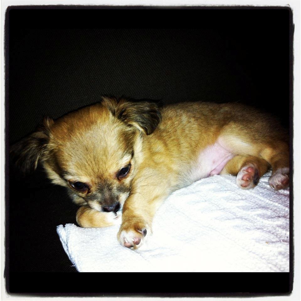 Chihuahua Holmbechs Alois billede 14