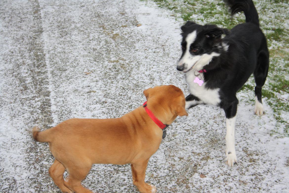 Dogue de bordeaux frigg billede 14