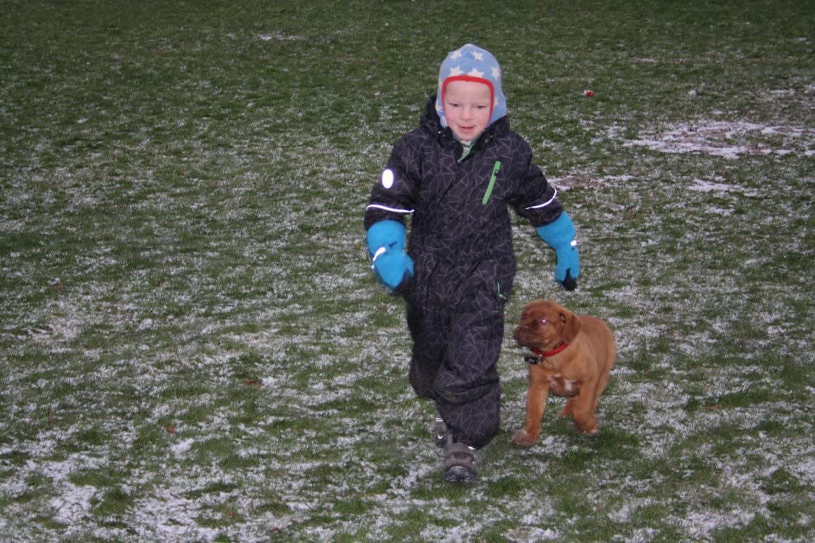 Dogue de bordeaux frigg billede 15