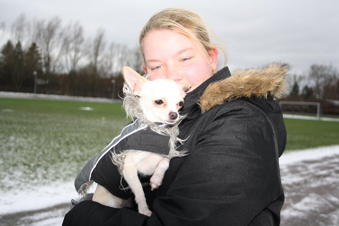 Chihuahua stinky (tøssen) billede 18