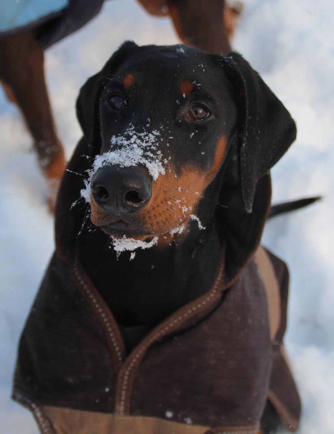 Dobermann Proud Danish For Your Love Only - 5 mdr billede 5