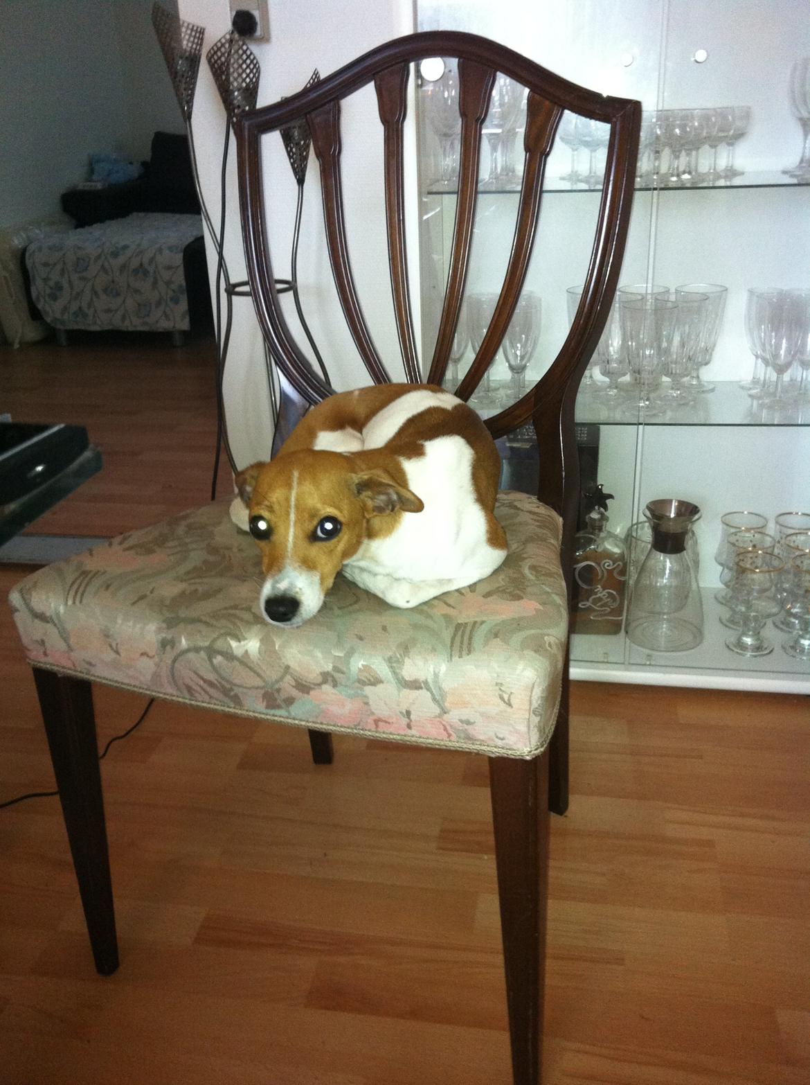 Dansk svensk gaardhund Bella billede 9