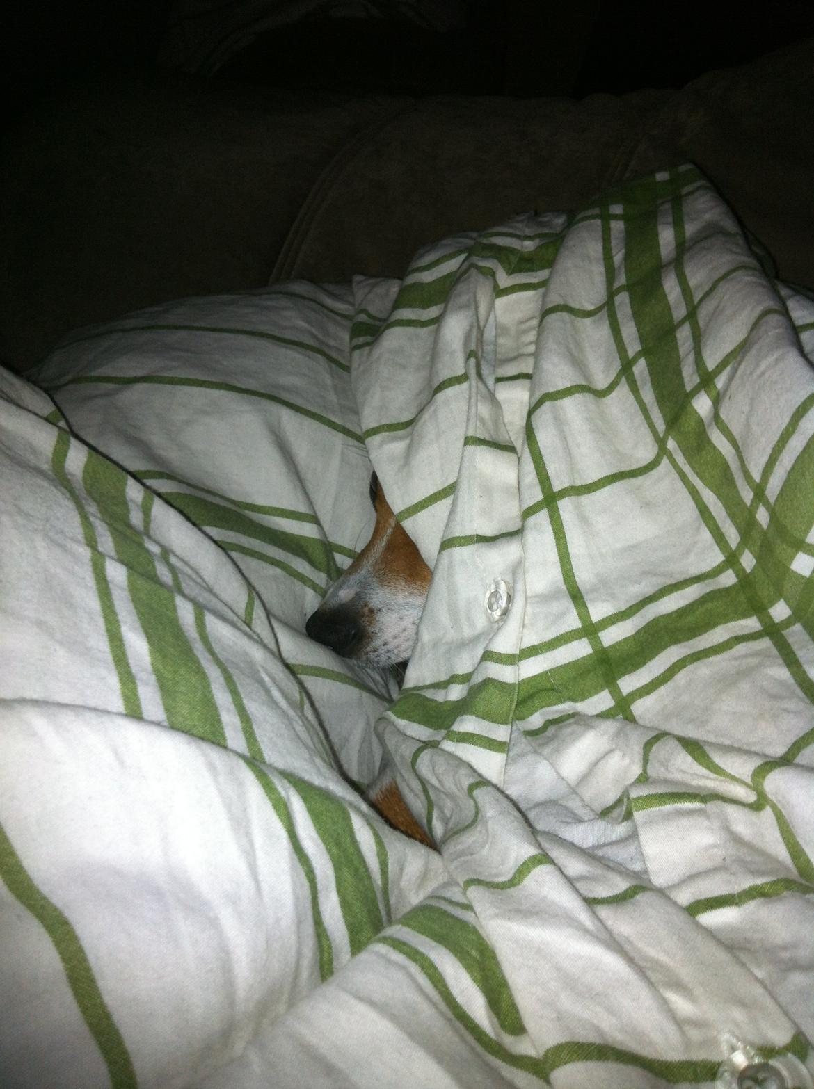 Dansk svensk gaardhund Bella billede 11