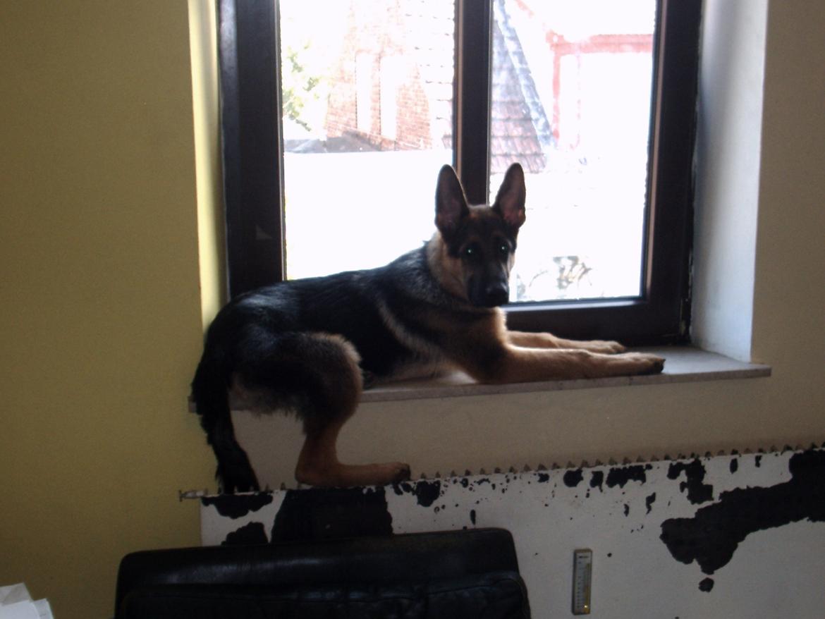 Schæferhund Scharmark's Obelix - Obelix som hvalp :)  billede 3