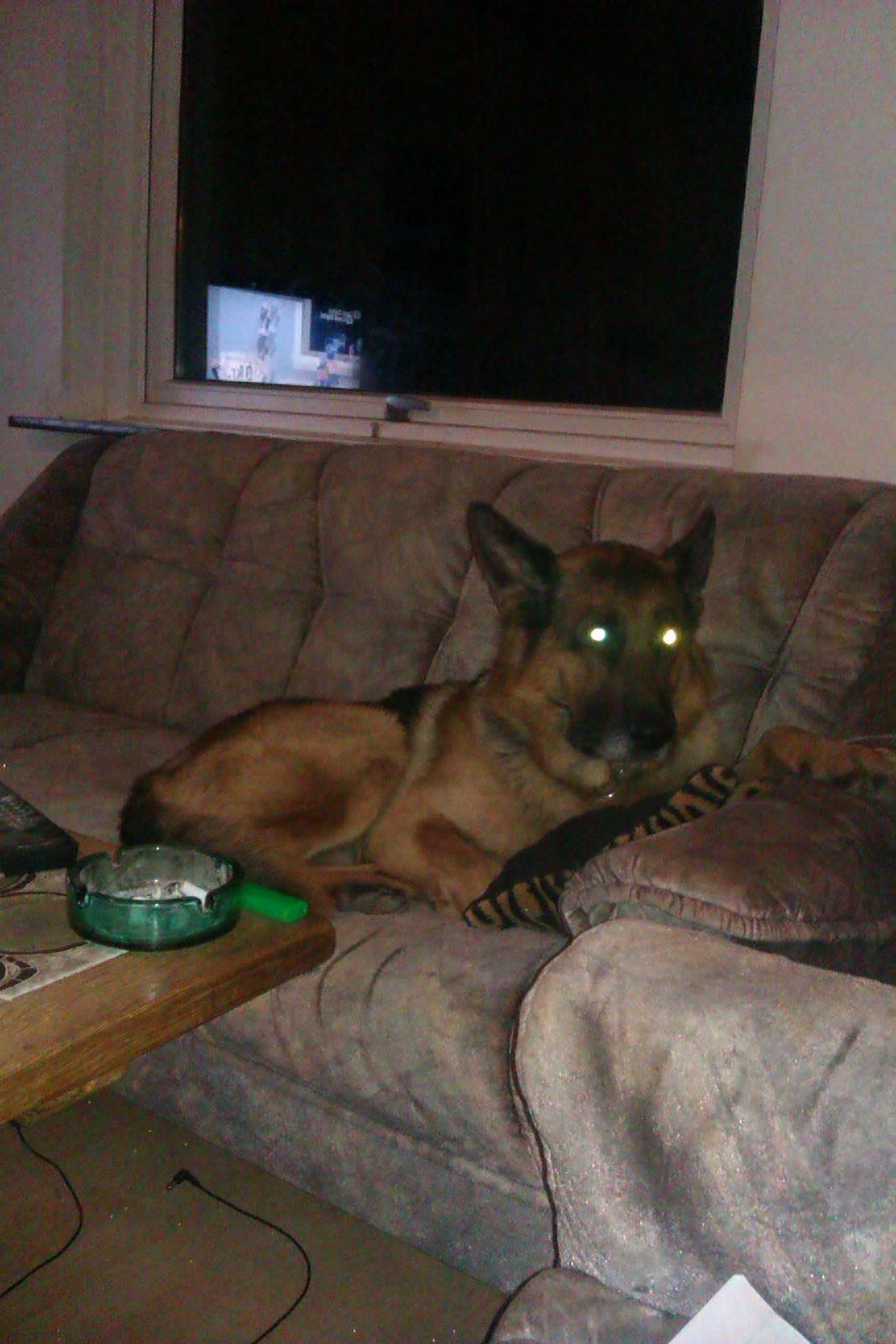 Schæferhund Scharmark's Obelix - Obelix putter i sofaen :)  billede 4