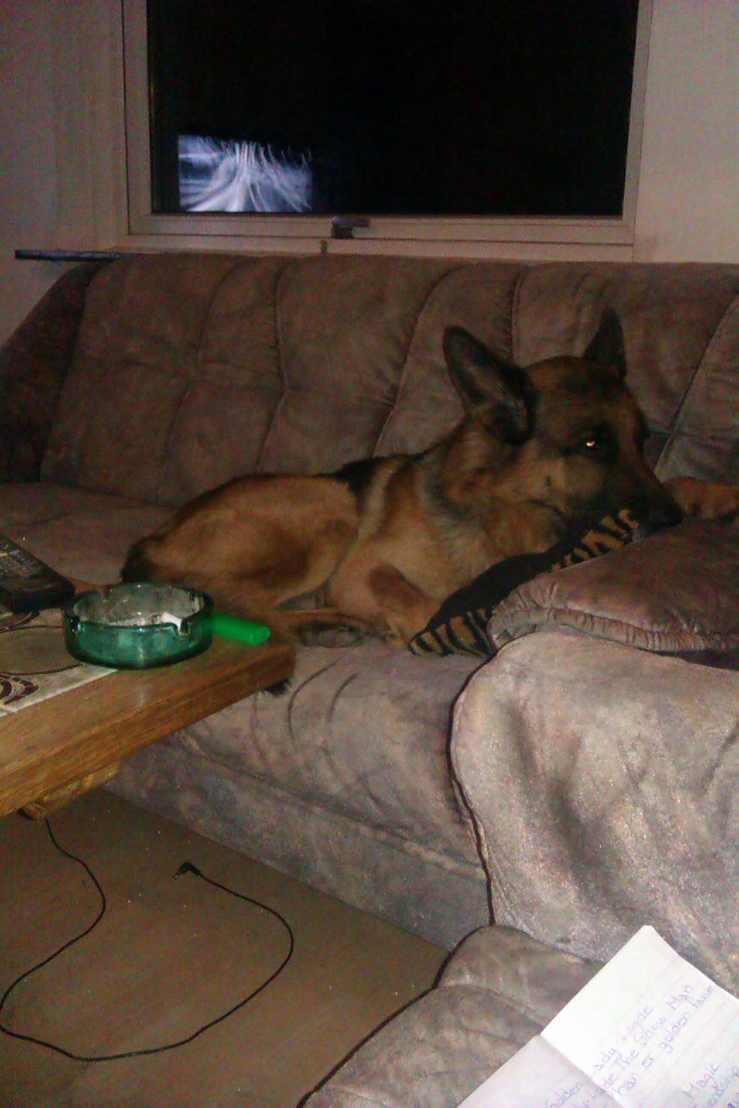 Schæferhund Scharmark's Obelix billede 5