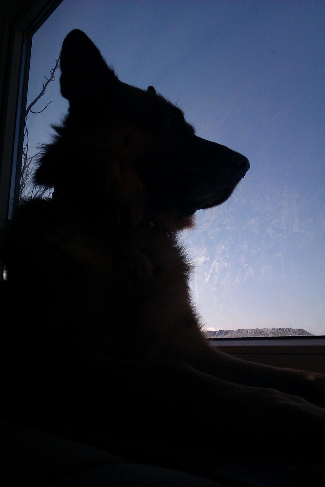 Schæferhund Scharmark's Obelix billede 6