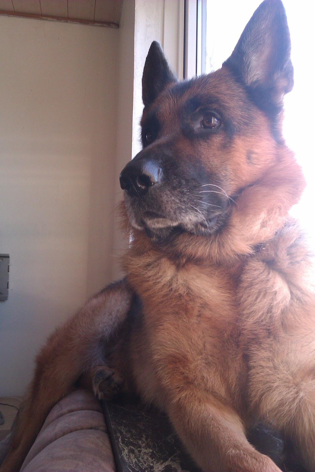 Schæferhund Scharmark's Obelix billede 7