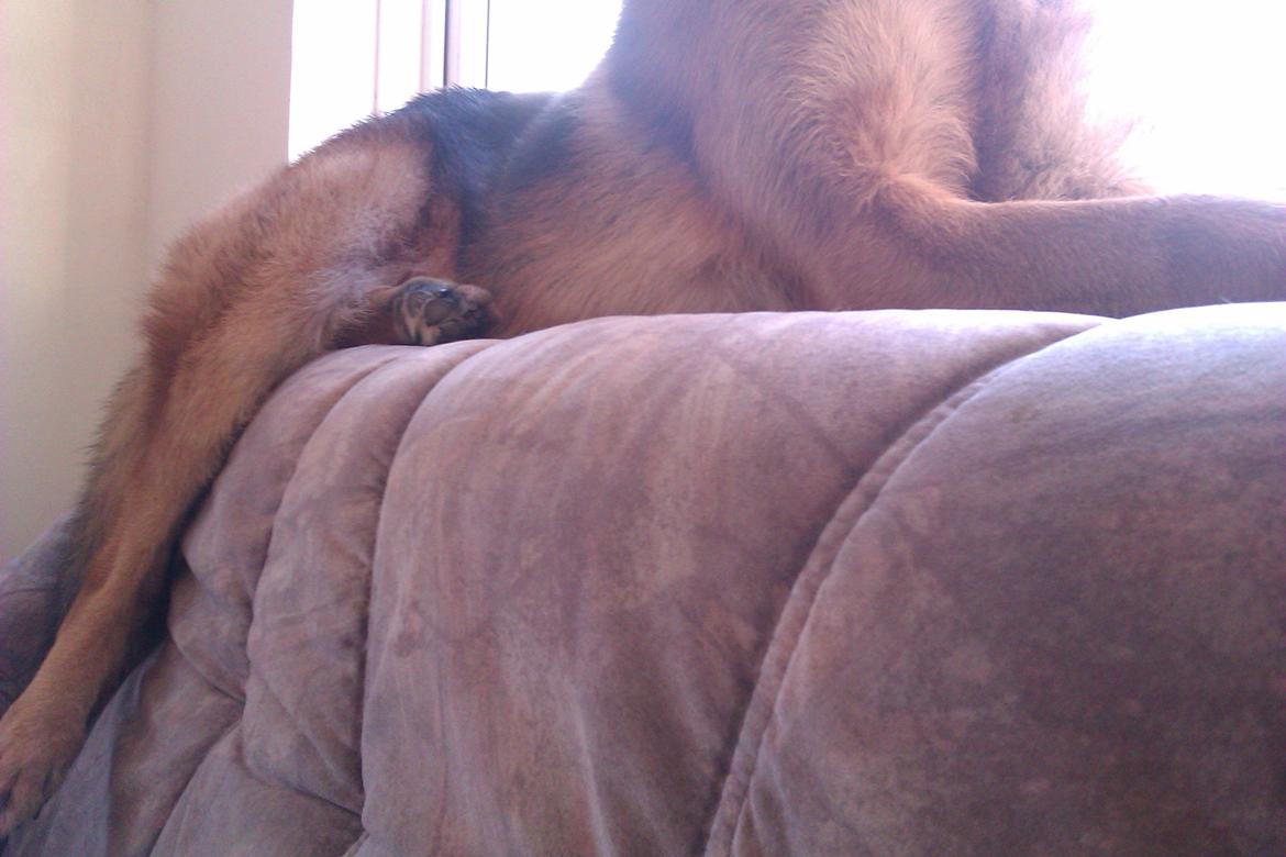 Schæferhund Scharmark's Obelix billede 8