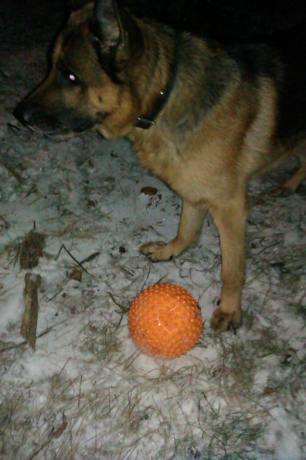 Schæferhund Scharmark's Obelix billede 9