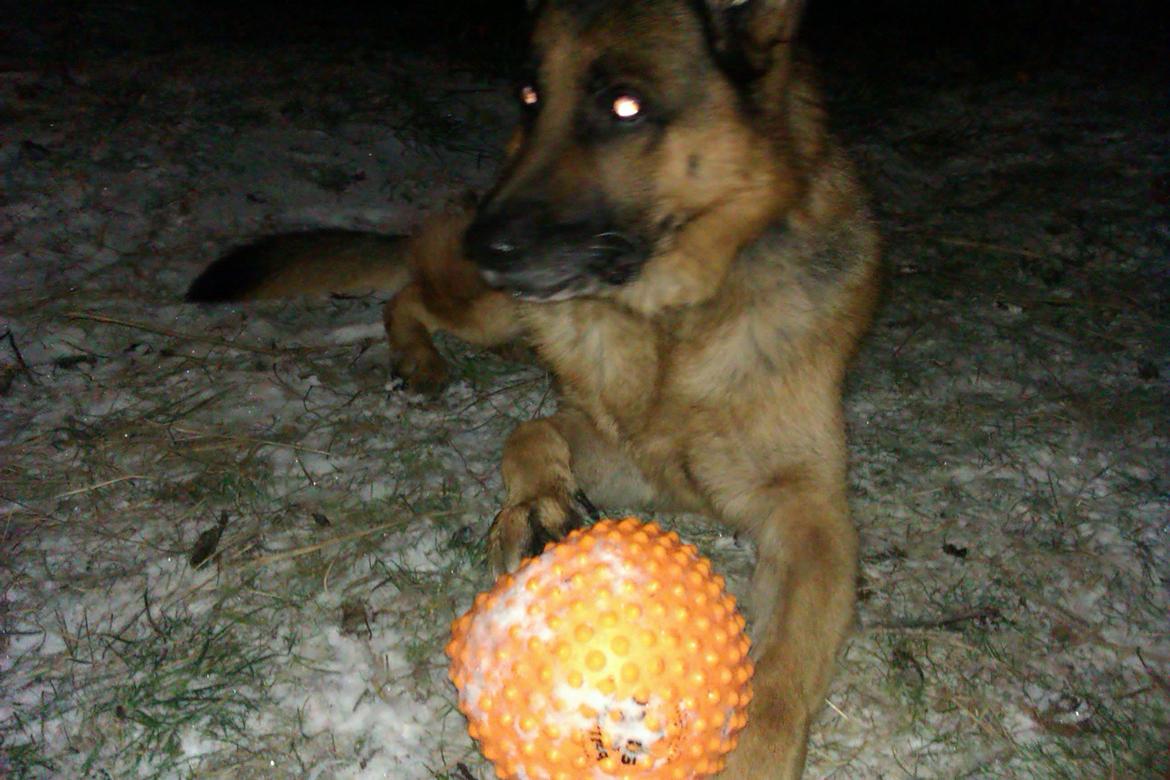 Schæferhund Scharmark's Obelix billede 10