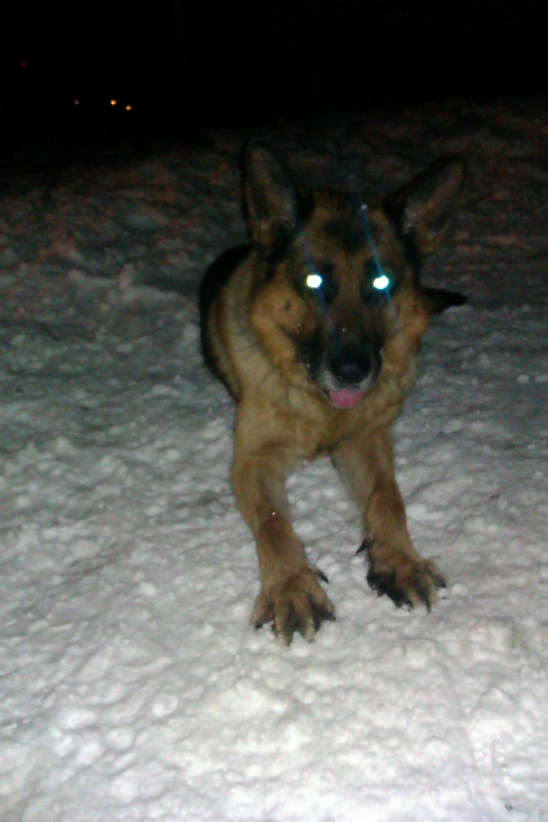 Schæferhund Scharmark's Obelix billede 11