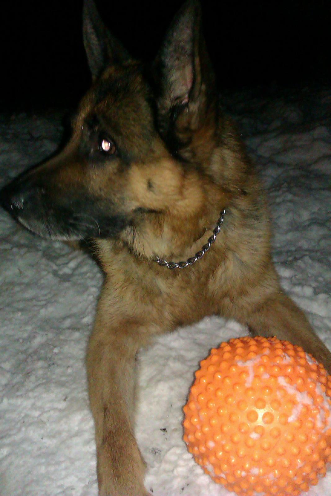 Schæferhund Scharmark's Obelix billede 12