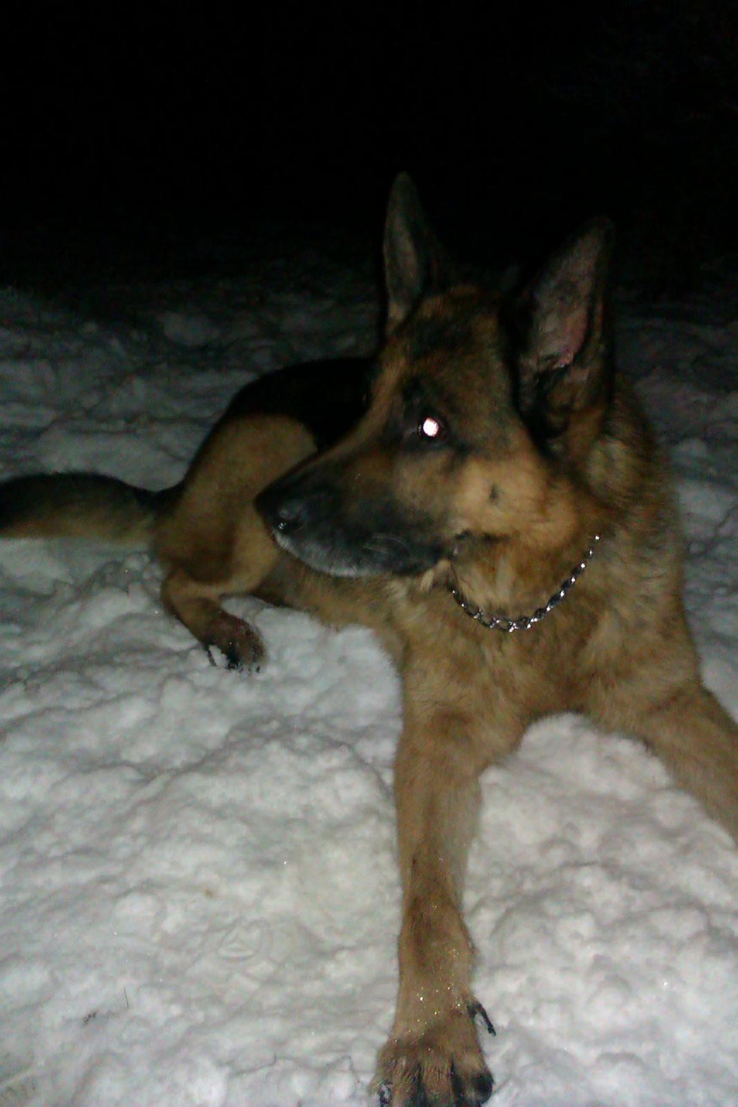 Schæferhund Scharmark's Obelix billede 13