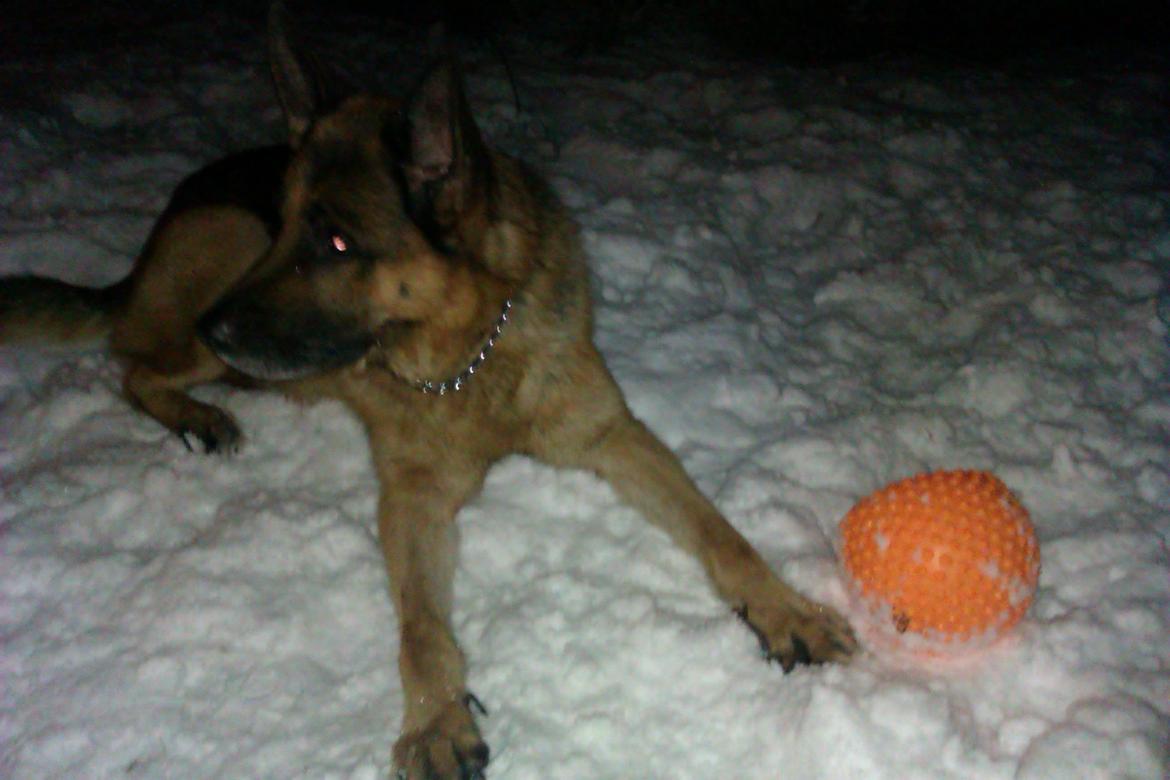 Schæferhund Scharmark's Obelix billede 14