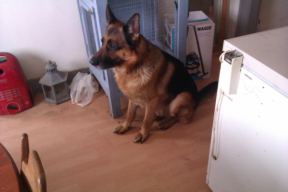 Schæferhund Scharmark's Obelix billede 15