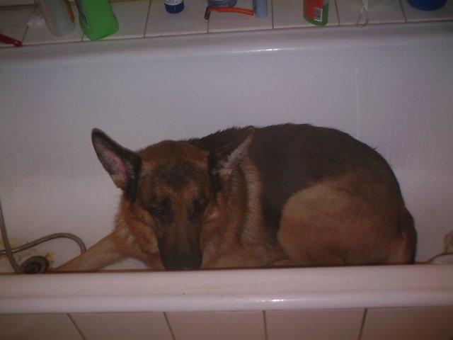 Schæferhund Scharmark's Obelix - Obelix i bad :)  billede 16