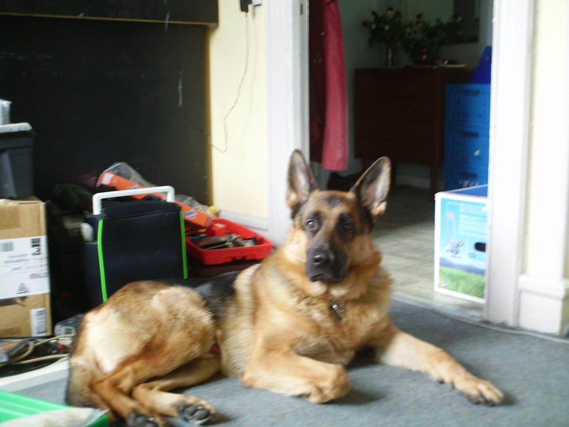 Schæferhund Scharmark's Obelix billede 17