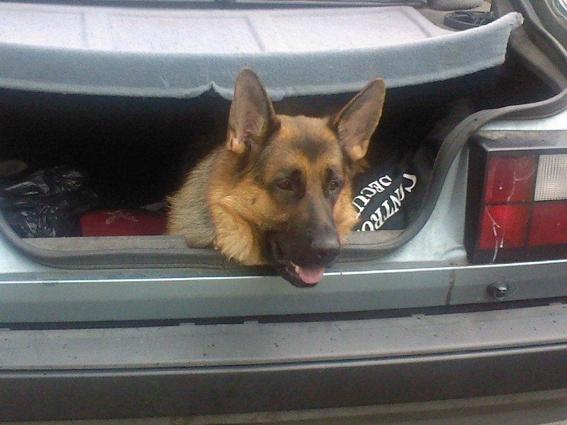 Schæferhund Scharmark's Obelix - Obelix i bagagerum :)  billede 18