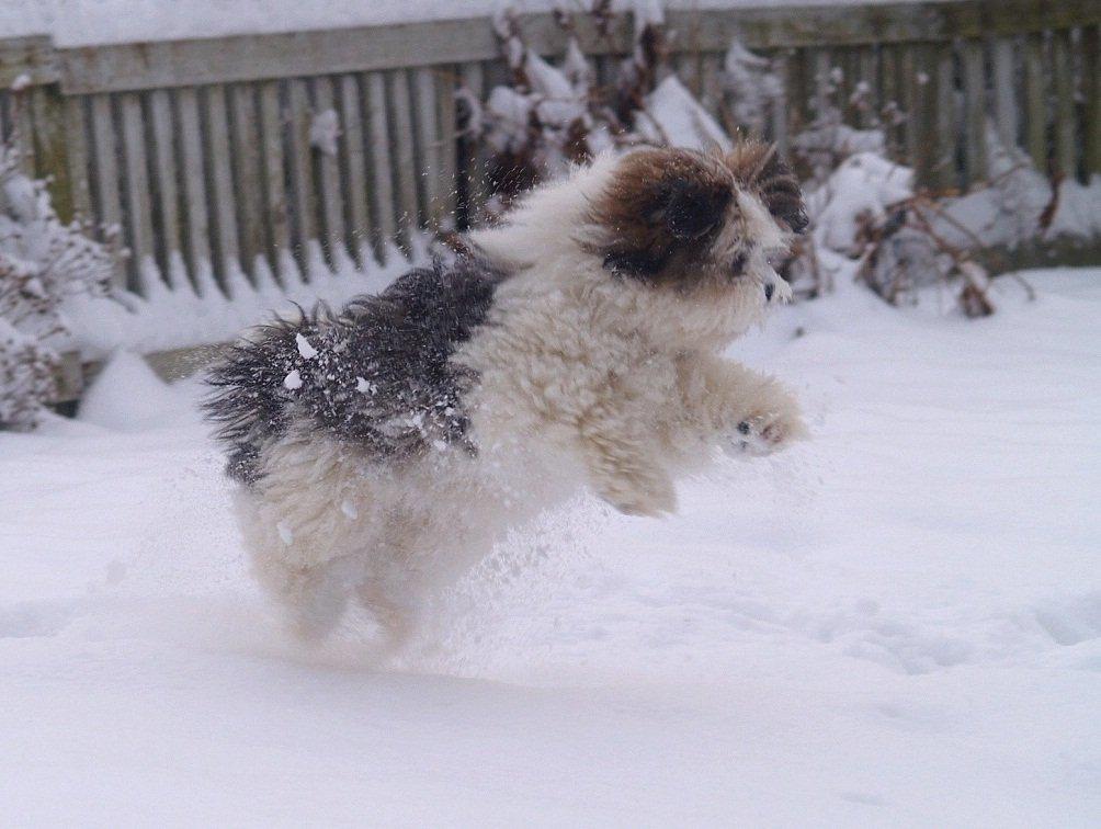 Lhasa apso Tucker - Weeee! SNE! billede 27