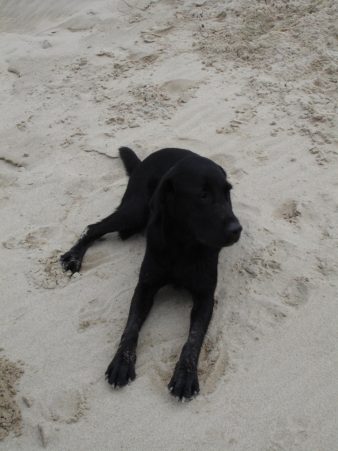 Blanding af racer ZorbaRIP billede 1