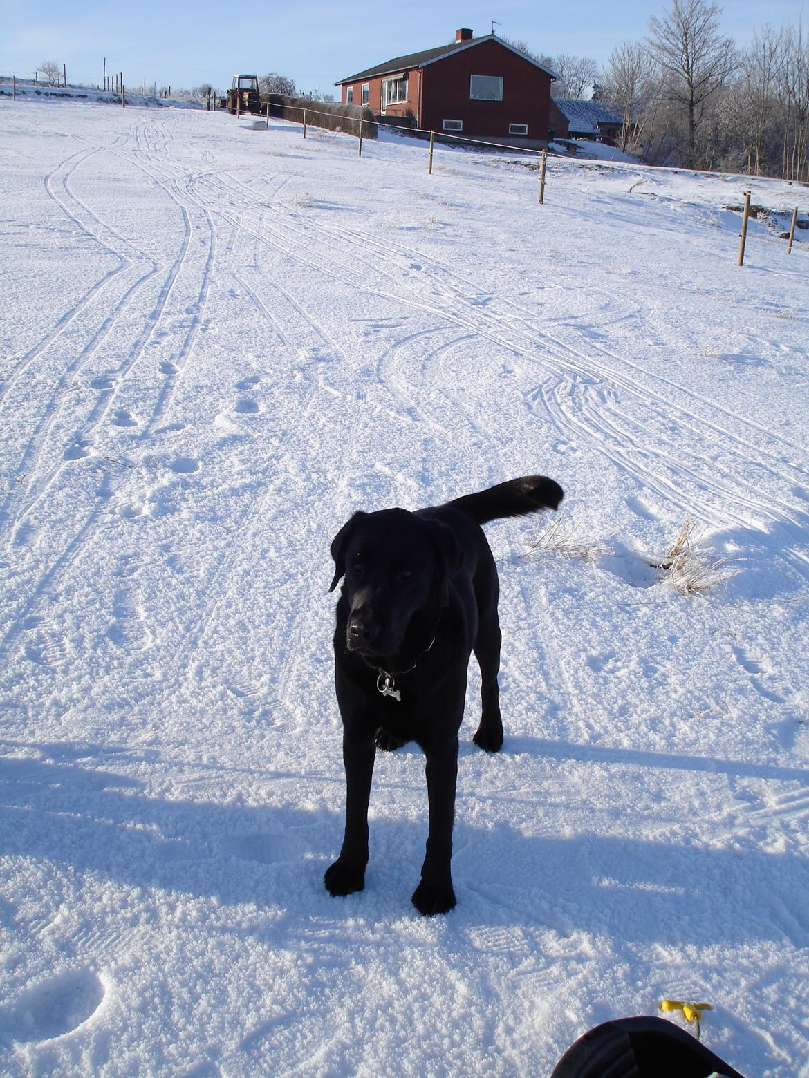 Blanding af racer ZorbaRIP billede 2