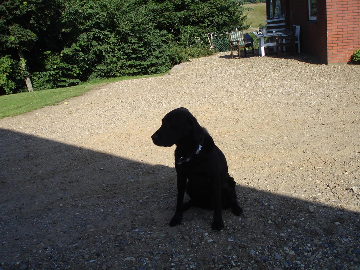 Blanding af racer ZorbaRIP billede 3