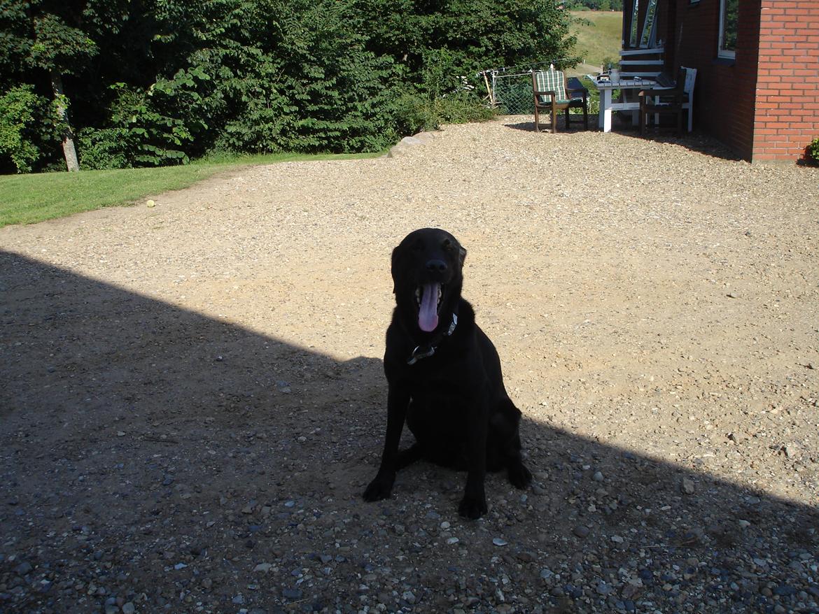 Blanding af racer ZorbaRIP billede 4