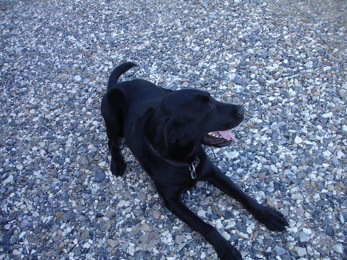 Blanding af racer ZorbaRIP billede 5