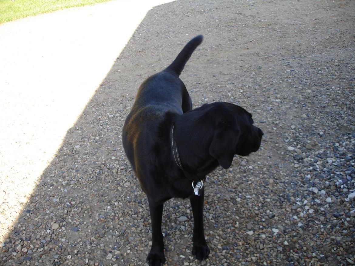 Blanding af racer ZorbaRIP billede 6