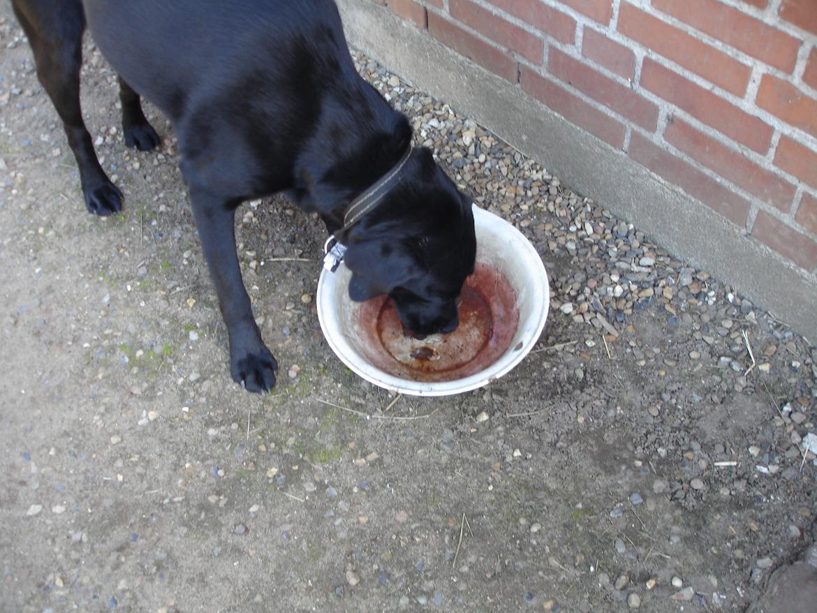 Blanding af racer ZorbaRIP billede 7