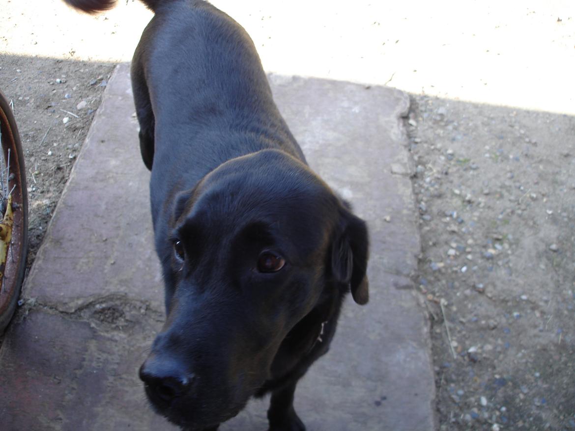 Blanding af racer ZorbaRIP billede 8