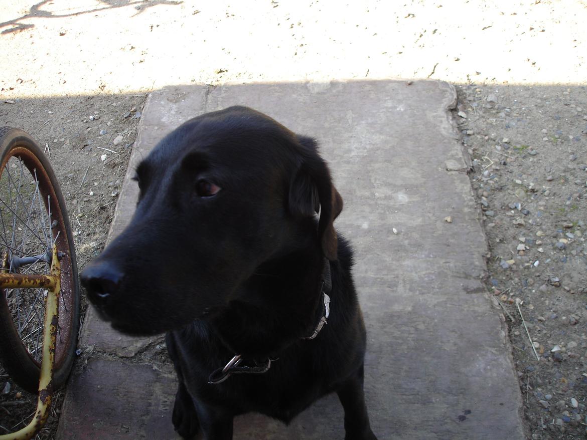 Blanding af racer ZorbaRIP billede 9