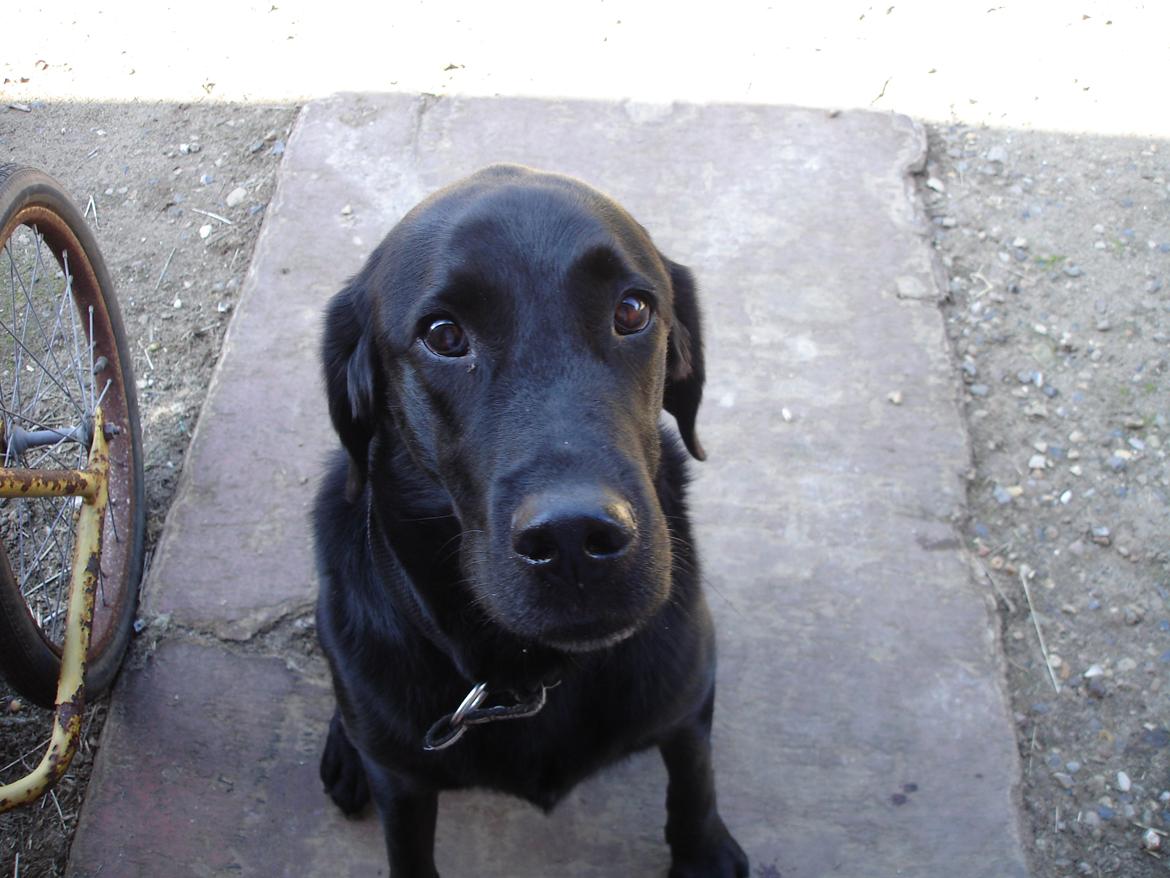 Blanding af racer ZorbaRIP billede 10