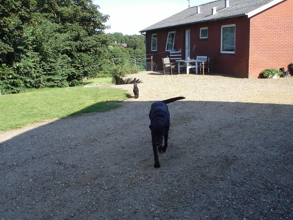 Blanding af racer ZorbaRIP billede 11