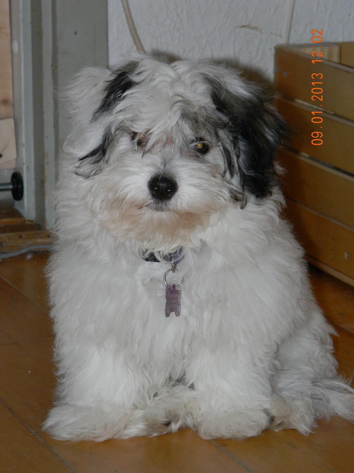 Coton de tulear Ziira billede 20