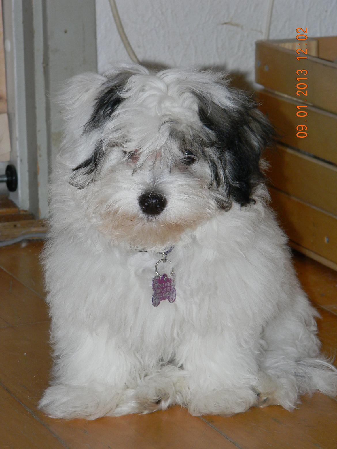 Coton de tulear Ziira billede 24