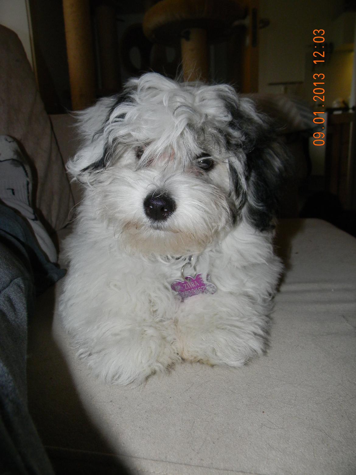 Coton de tulear Ziira billede 22